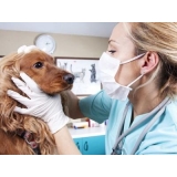cirurgia-veterinaria-cirurgia-hernia-veterinaria-cirurgia-hernia-veterinaria-sumare