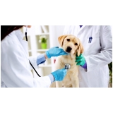 clinicas-veterinaria-clinica-veterinaria-cardiologia-clinica-veterinaria-ortopedia-higienopolis