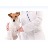 endocrinologia-animal-endocrino-veterinario-zona-oeste-agendamento-de-endocrinologista-para-cachorro-morumbi