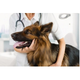 endocrinologia-animal-endocrino-veterinario-zona-oeste-agendamento-de-endocrinologista-para-cachorro-jardim-europa