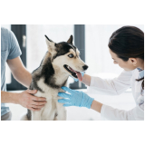 endocrinologia-animal-endocrino-veterinario-zona-oeste-agendamento-de-endocrino-veterinario-bela-vista