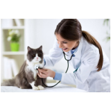 endocrinologia-animal-endocrino-veterinario-zona-oeste-agendamento-de-endocrinologista-para-caes-alto-da-lapa