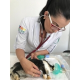 exame-veterinario-exame-clinico-veterinario-exame-de-fundo-de-olho-em-caes-e-gatos-vila-romana