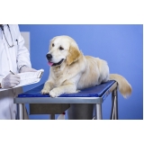 exame-veterinario-exame-clinico-veterinario-exame-de-fundo-de-olho-em-caes-e-gatos-consolacao