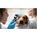 gastrologia-animal-gastrologia-veterinaria-zona-oeste-agendamento-de-gastrologista-para-cachorros-bairro-do-limao