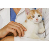 gastrologia-animal-gastrologia-veterinaria-zona-oeste-agendamento-de-gastrologista-para-gatos-pacaembu