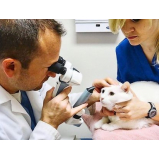 gastrologia-animal-gastrologia-veterinaria-zona-oeste-agendamento-de-gastrologista-para-gatos-bela-vista
