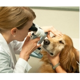 exame-veterinario-exame-clinico-veterinario-exame-de-fundo-de-olho-em-caes-e-gatos-proximo-a-mim-ibirapuera