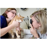 oftalmologista-medico-veterinario-oftalmologista-oftalmologista-de-gatos-itaim-bibi