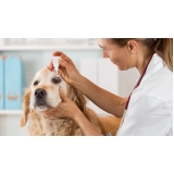 exame-veterinario-exame-clinico-veterinario-exame-clinico-veterinario-proximo-a-mim-ibirapuera