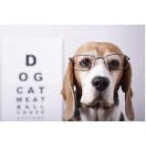 oftalmologista-medico-veterinario-oftalmologista-oftalmologista-para-cachorro-butanta